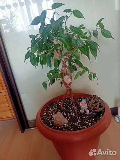 Домашние растения.Декор