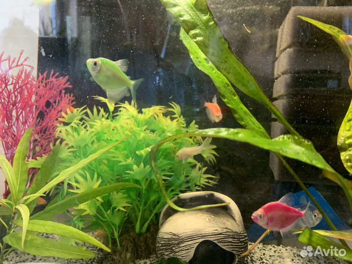Тернеции glofish