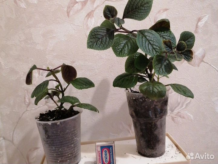 Плектрантусы, хамедорея, финиковая пальма