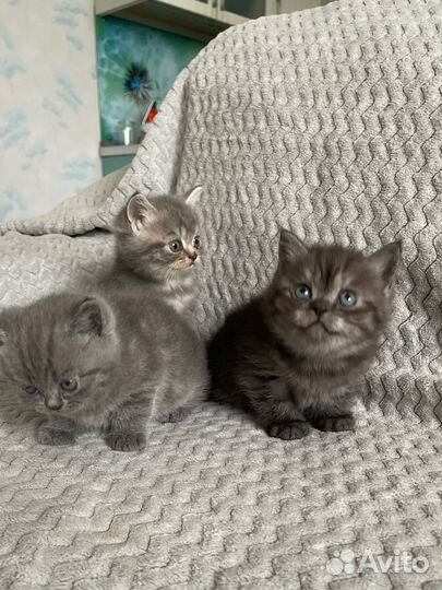 Шотландские котята