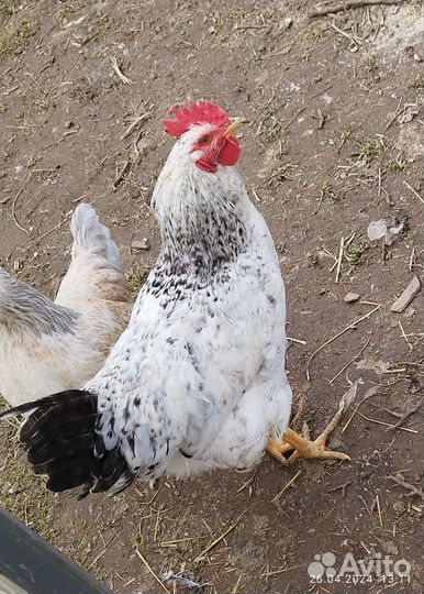 Петухи молодые