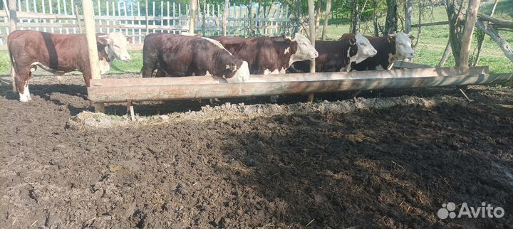 Бычки герефорд