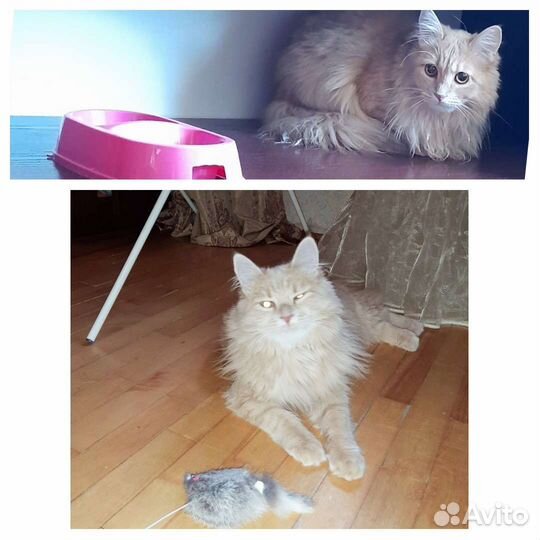 Передержка кошек и собак