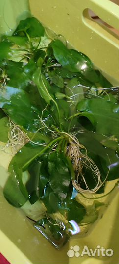 Аквариумные растения прополка