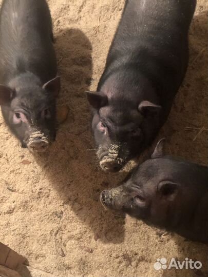 Вьетнамские поросята