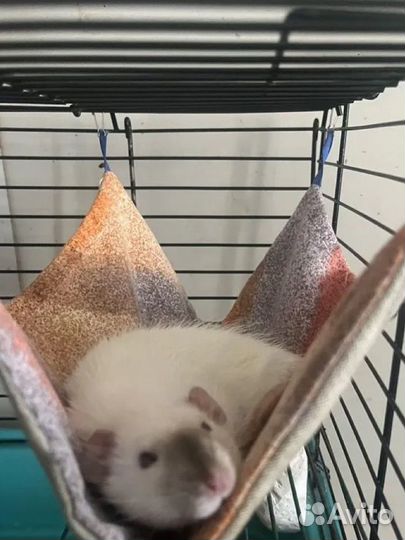 Крысы дамбо