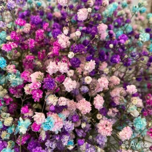 Гипсофила Princess в коробке