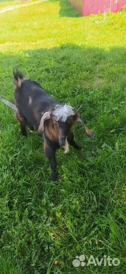 Зааненская дойная коза