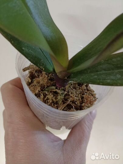 Phal. SKB Black Lace x (Brother Amar x Heliodor