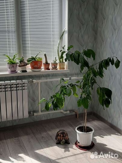 Лимонное дерево