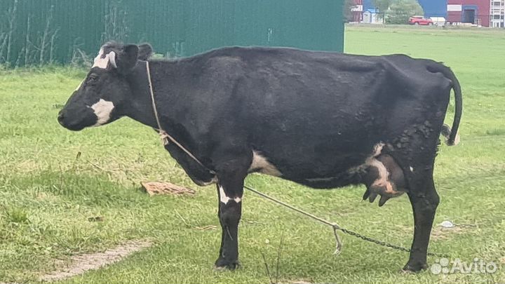Корова дойная