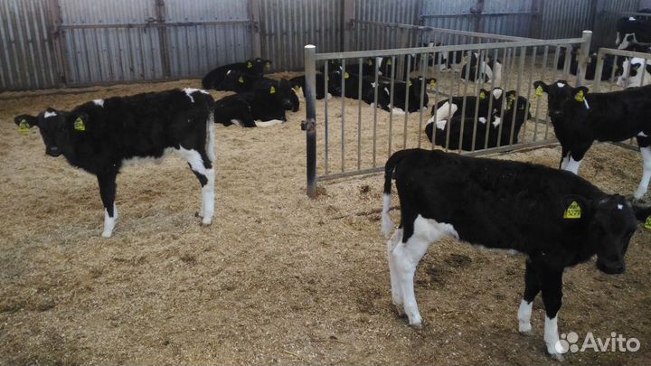 Телята бычки