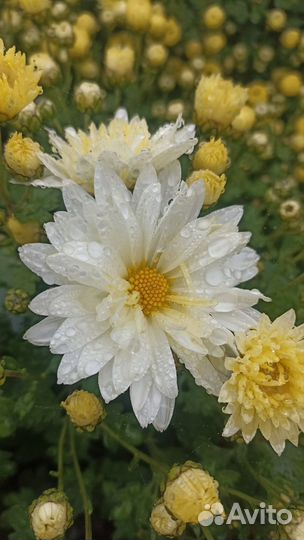 Хризантемы мультифлора
