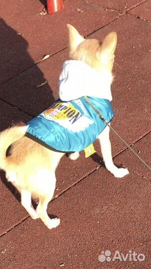 Жилетка для маленьких собак