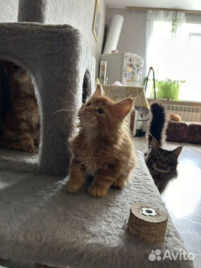 Котята мейн-кун