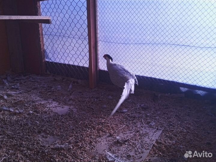 Серебрянный фазан