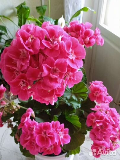 Герань пеларгония