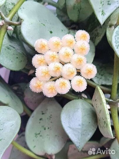 Хойя на срез