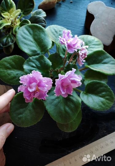 Фиалка молодая цветущая