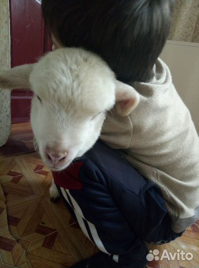 Овцы бараны