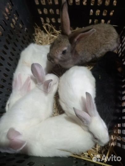 Крольчата