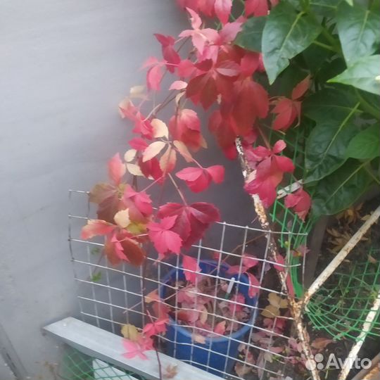 Саженцы дикого винограда