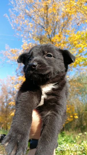 Щенок мальчик, 3 месяца ищет дом