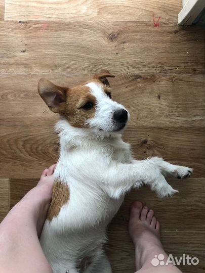 Вязка джек Рассел терьер