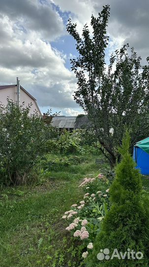 Передержка собак