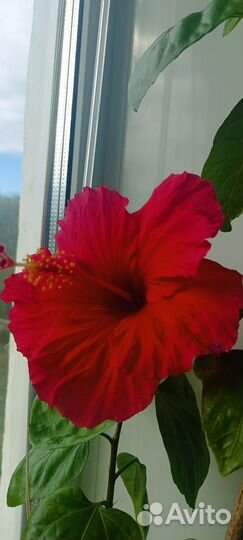 Сортовой гибискус Сердце дракона