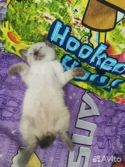 Отдам в хорошие руки котенка