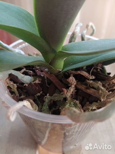 Орхидея бабочка Cupid Star