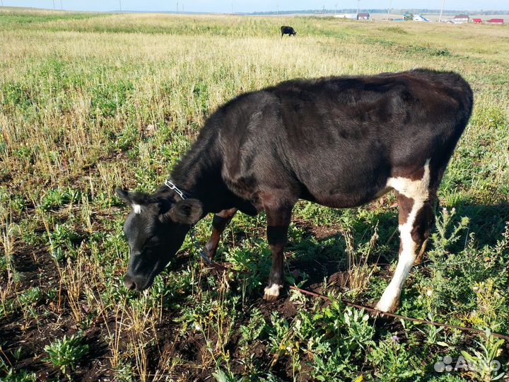 Телята(тёлочки)