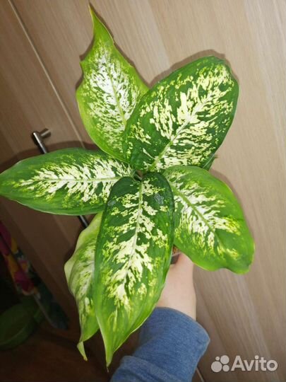 Диффенбахия Сублим