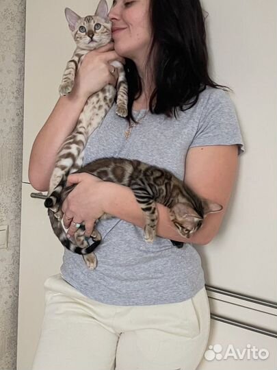 Бенгальские котята VIP