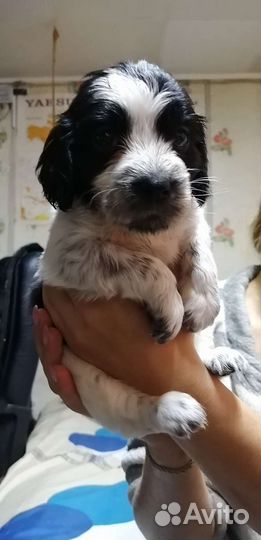 Русский спаниель щенки