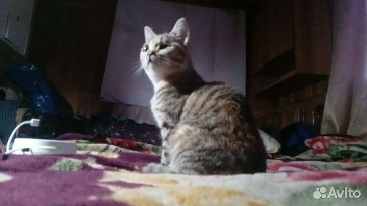 Кошка