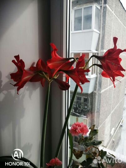 Гиппиаструм