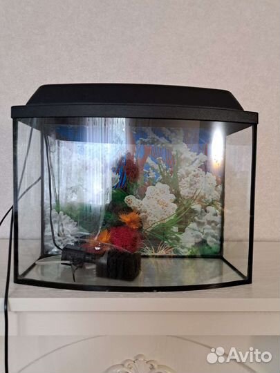 Аквариумные рыбки