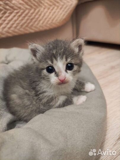 Отдам котенка в добрые руки