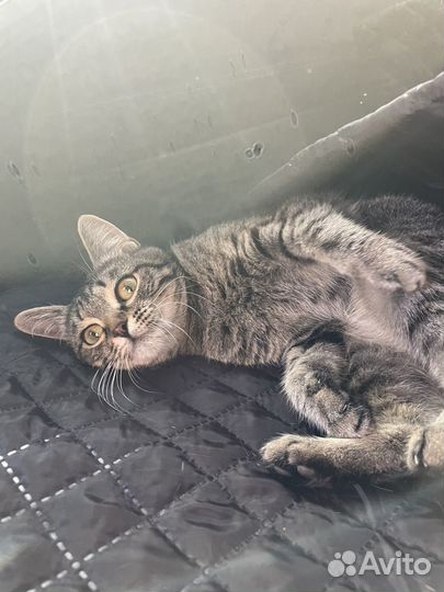 Кошка в дар