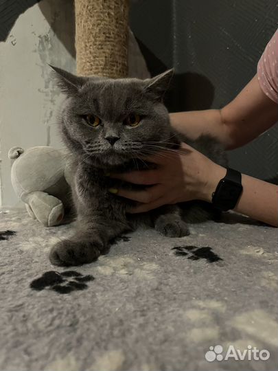 Британские котята