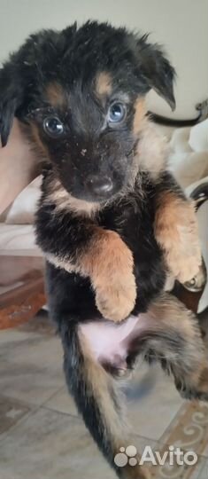 Щенки немецкой овчарки