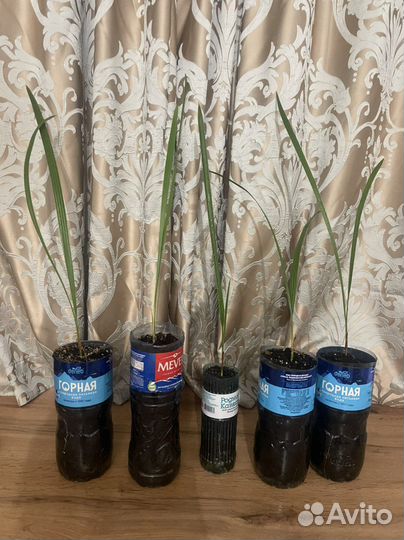 Финиковая пальма