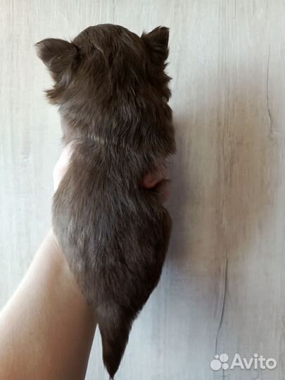 Мальчики чихуахуа