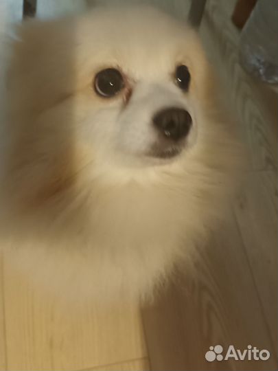 Немецкий шпиц