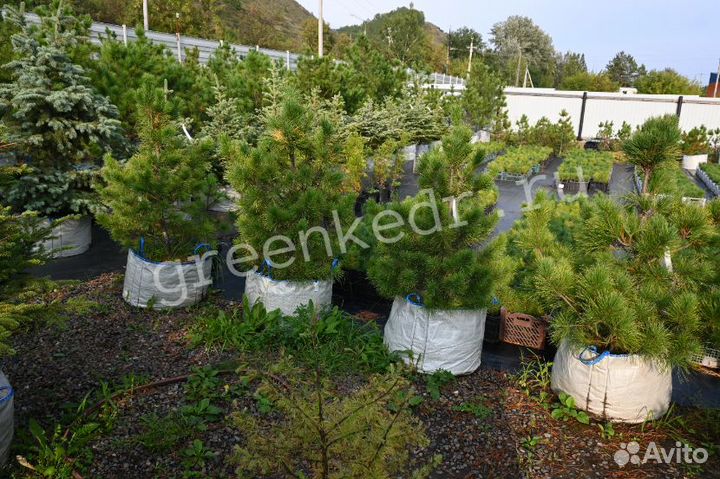 Кедр Сибирский 80-120см Премиум класс