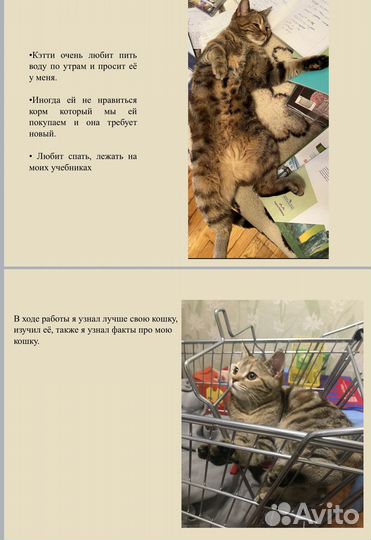 Ищем котика для свидания