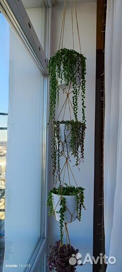 Крестовники Роули, вар, герейна