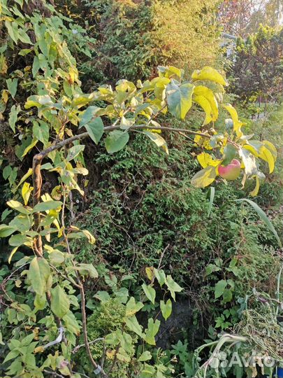 Яблоня Коричное Новое